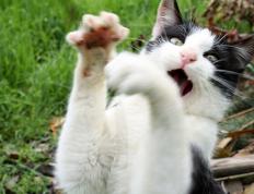 PG平台-极速与铁壁，F1新赛季揭幕战与鹈鹕防守哲学的交响