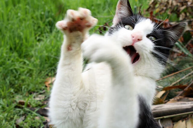 PG平台-极速与铁壁，F1新赛季揭幕战与鹈鹕防守哲学的交响